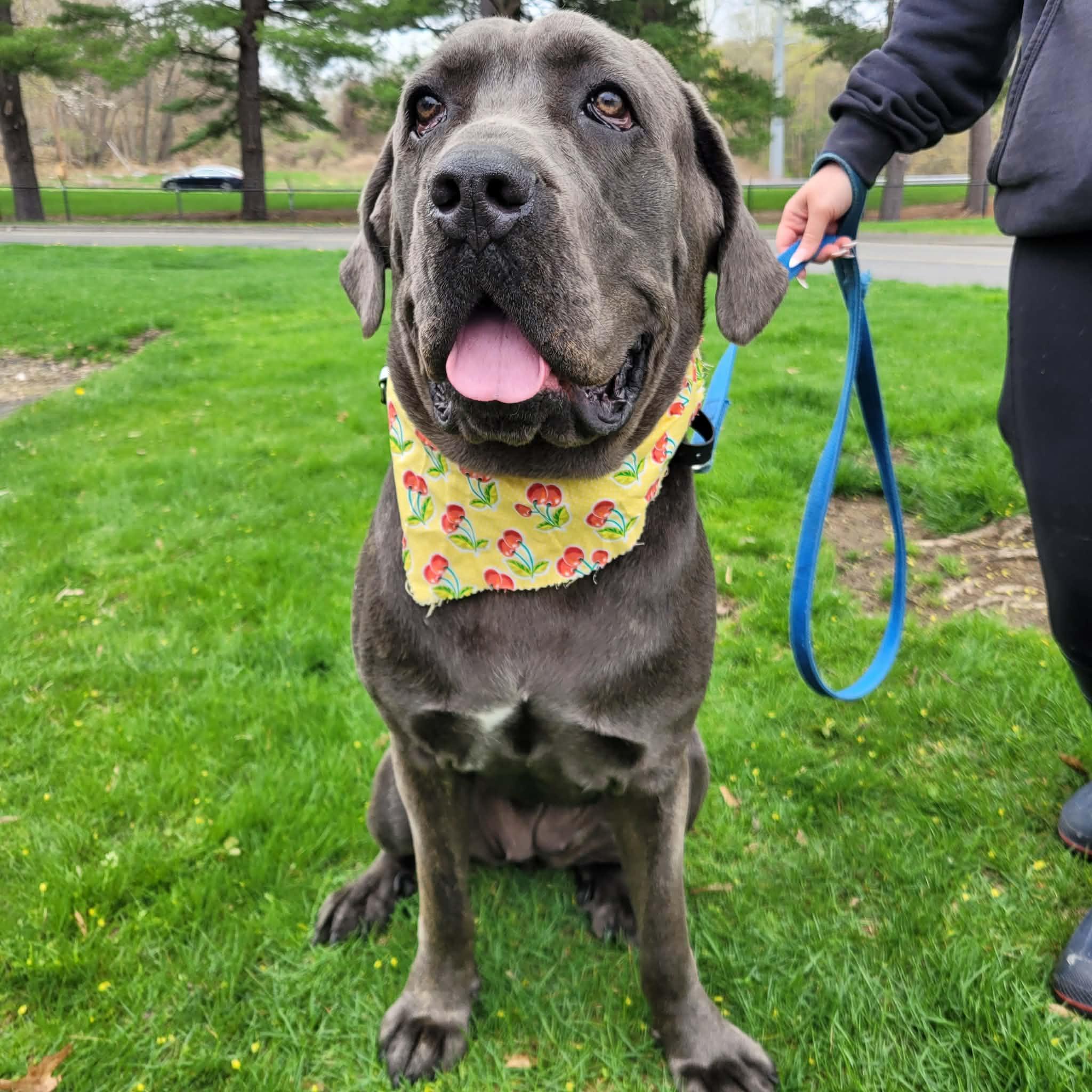 Nyah, adopted, Young Female Cane Corso.