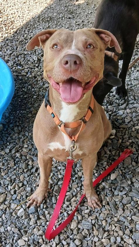 Enlarge BLOSSOM, an adopted Terrier in Pegram, TN image 2/2