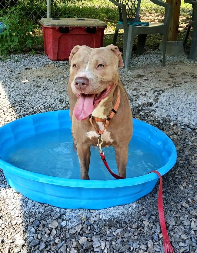 BLOSSOM, adopted, Adult Female Terrier.