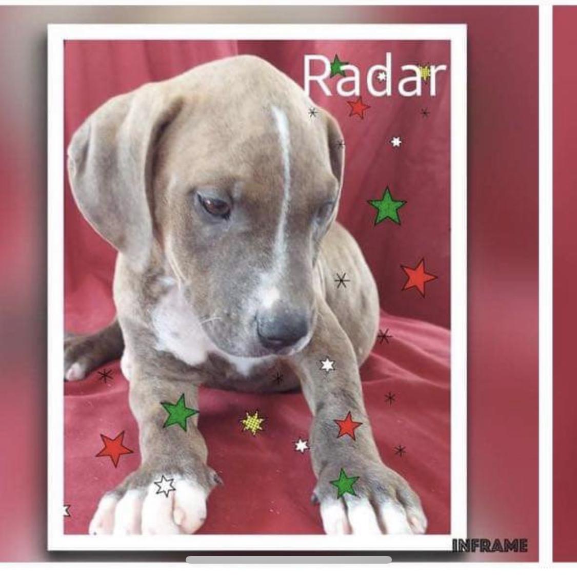 Enlarge Radar, a Adopted Pit Bull Terrier in Arlee, MT image 2/3