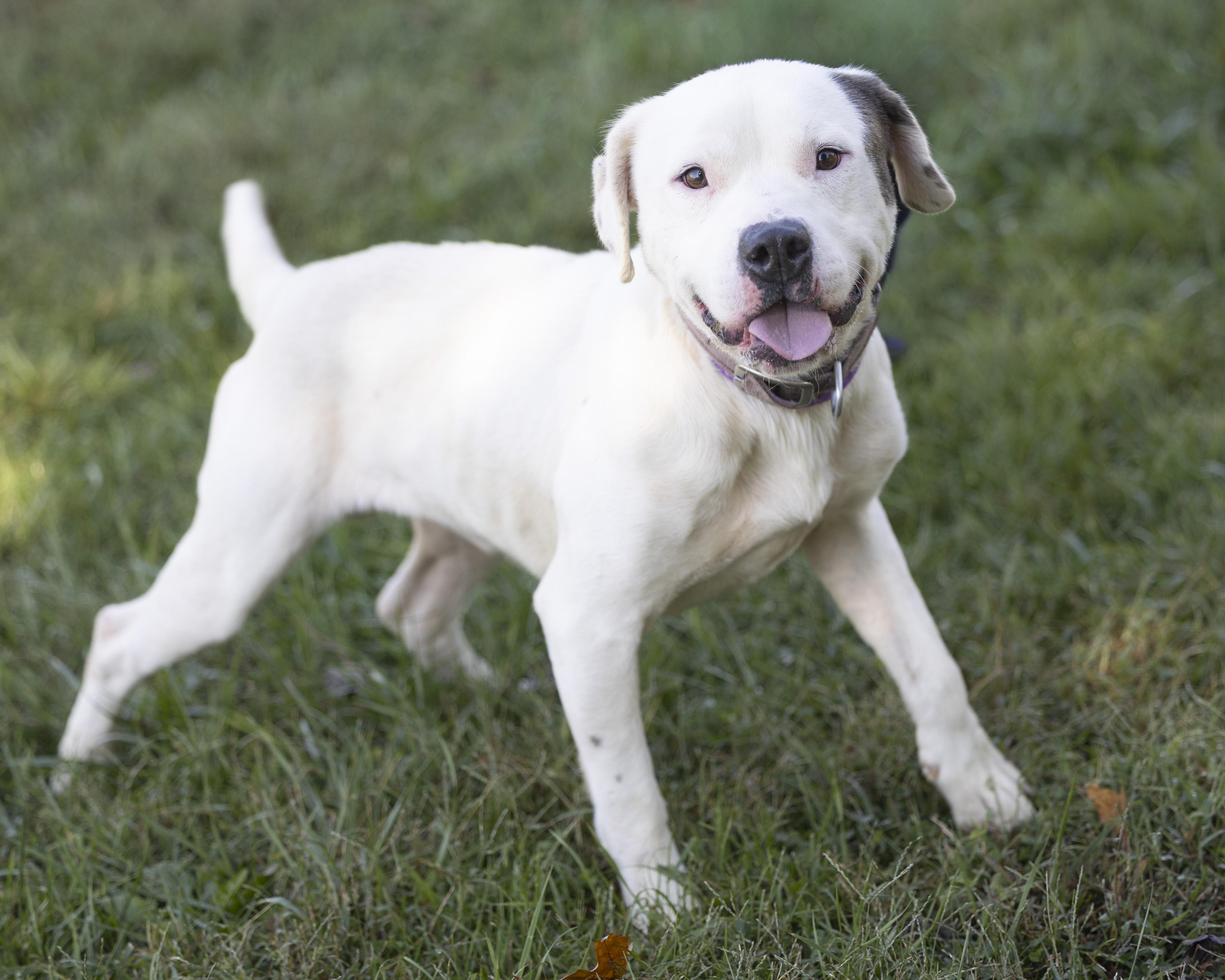 Enlarge Dudley, an adopted mixed breed in Bedford, IN image 1/4