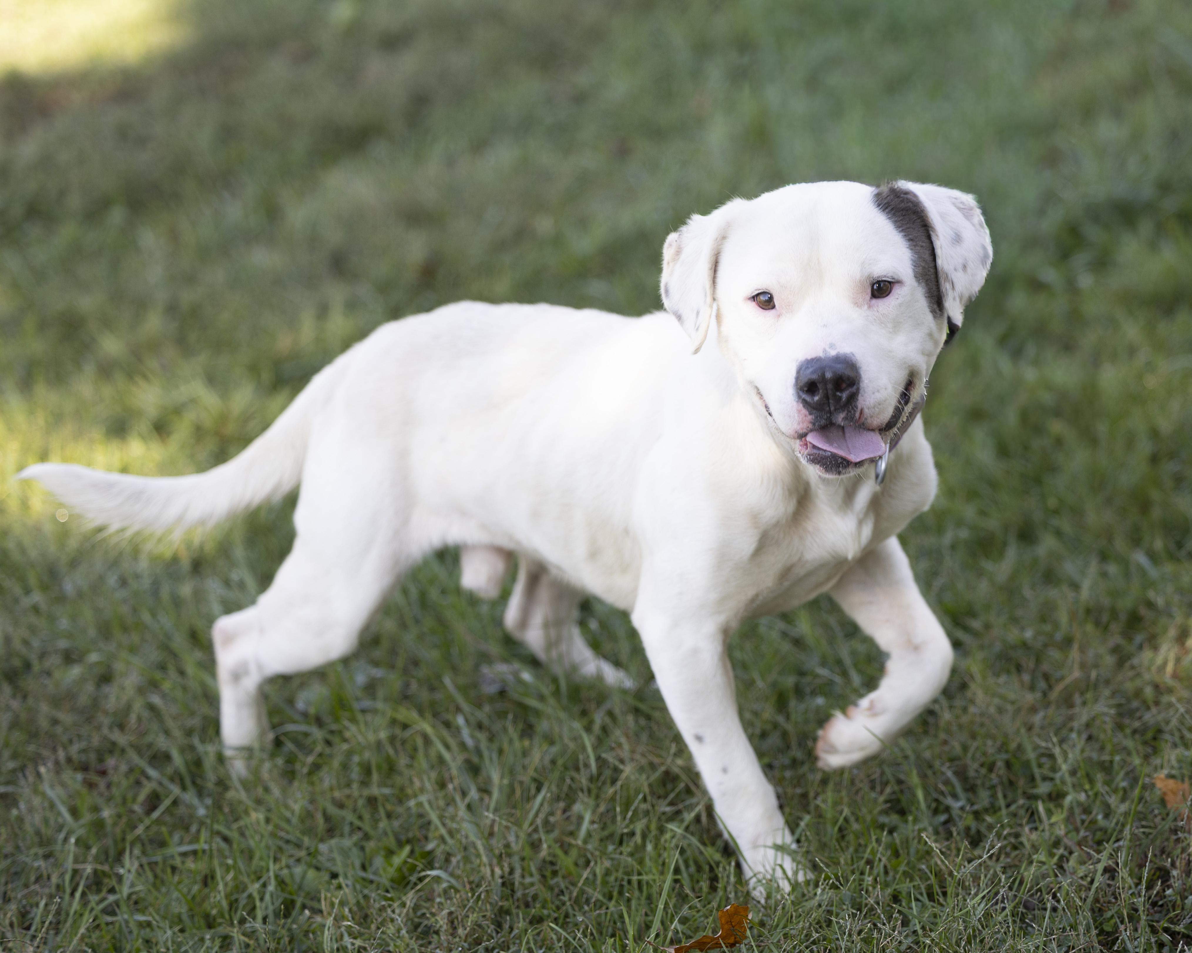 Enlarge Dudley, an adopted mixed breed in Bedford, IN image 2/4