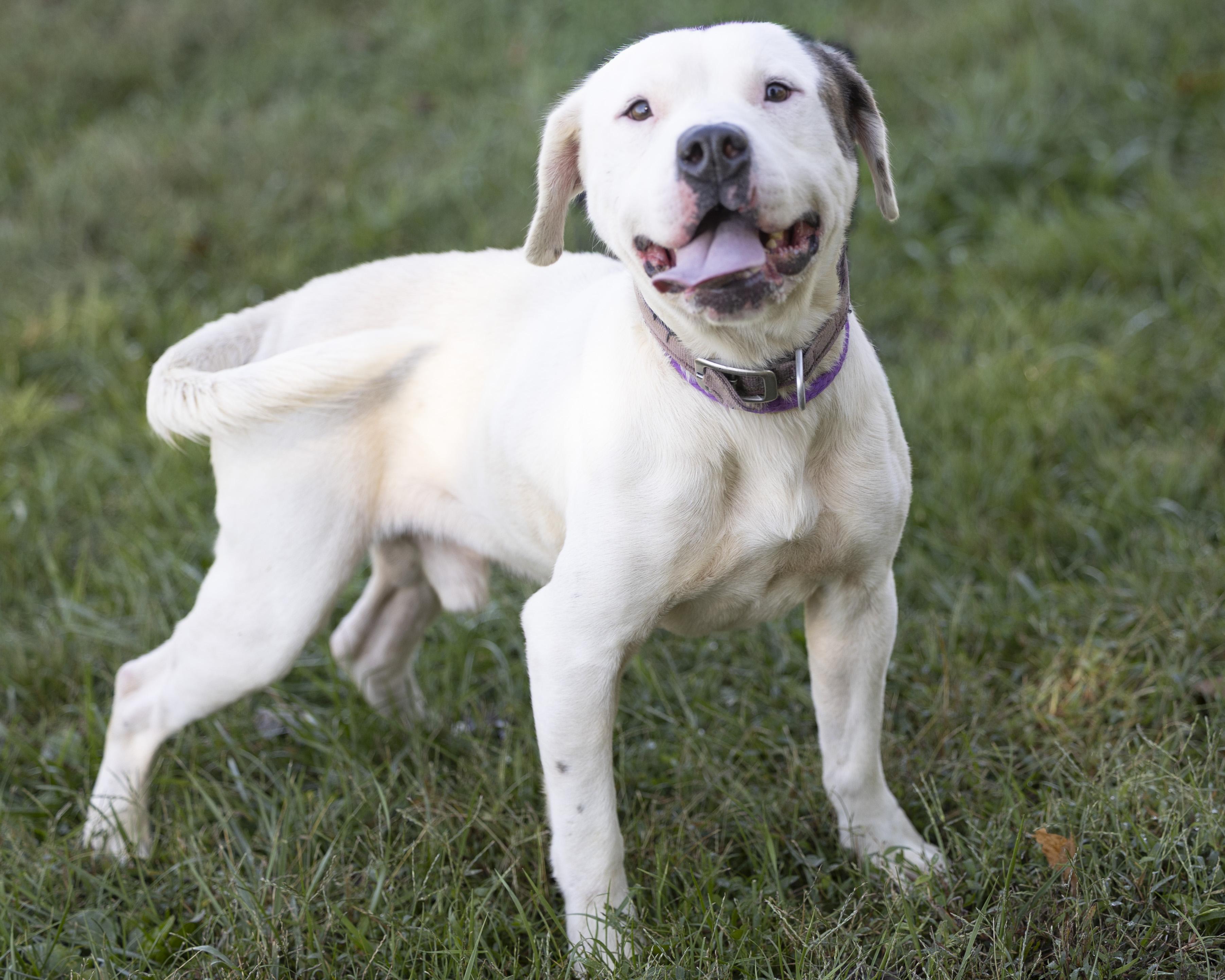 Enlarge Dudley, an adopted mixed breed in Bedford, IN image 3/4