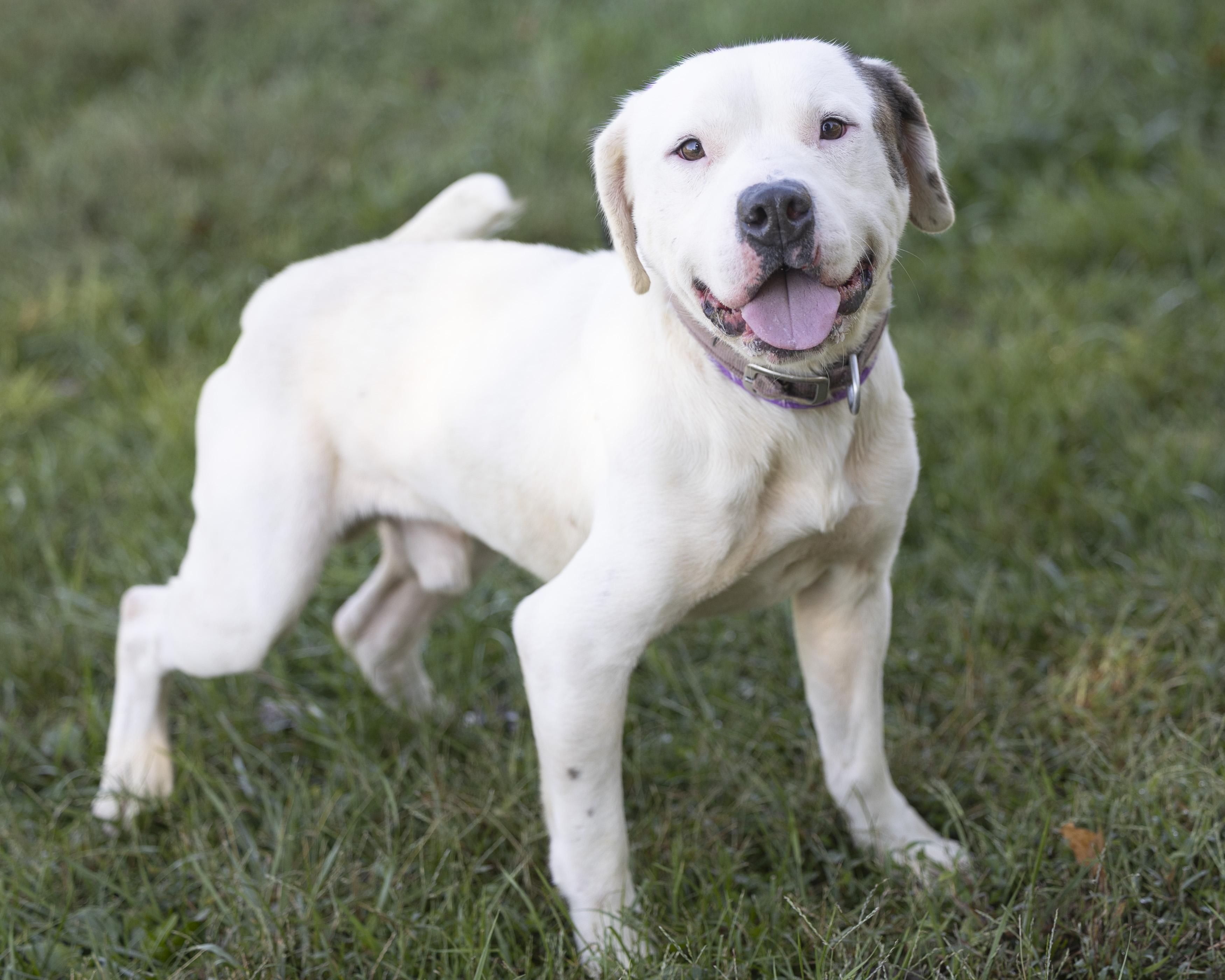Enlarge Dudley, an adopted mixed breed in Bedford, IN image 4/4