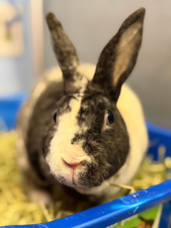 Hibachi , ADOPTABLE, Adult Male Rex.