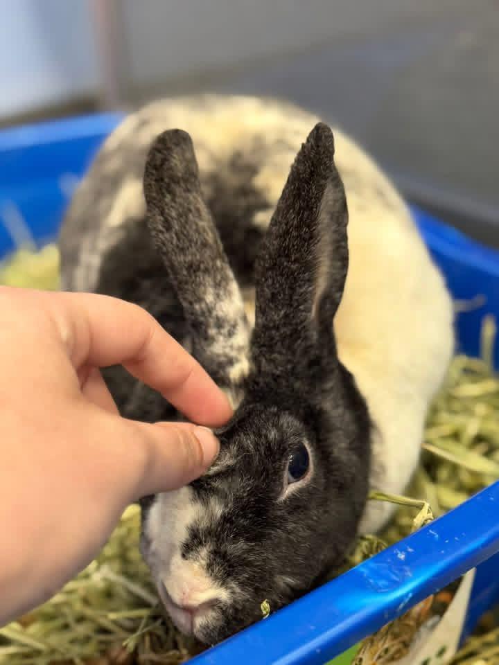 Hibachi , a ADOPTABLE Rex in St. Charles, MO image 2/3