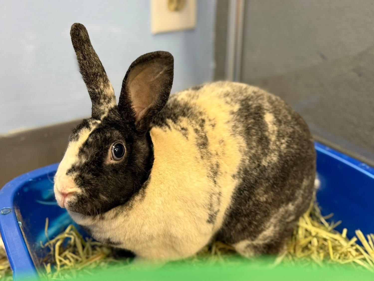 Hibachi , a ADOPTABLE Rex in St. Charles, MO image 3/3
