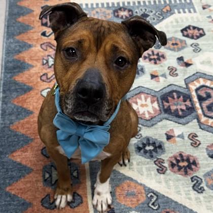 Prince, Adoptable, Adult Male Pit Bull Terrier & Mixed Breed.