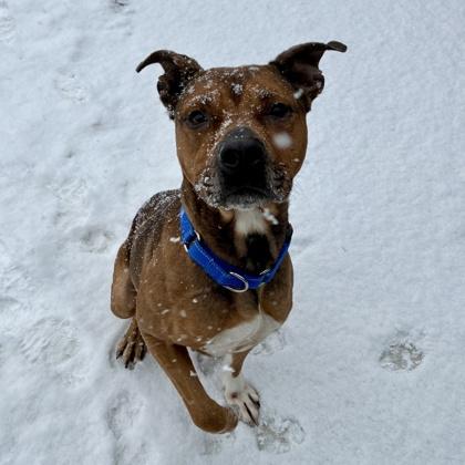 Prince, a Adoptable mixed breed in Wheaton, IL image 3/3