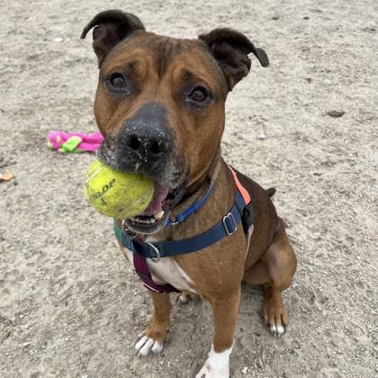 Prince, Adoptable, Senior Male Pit Bull Terrier & Mixed Breed.