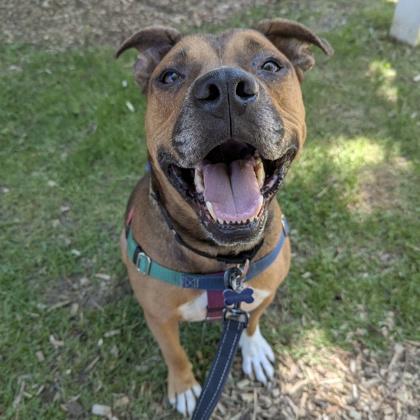 Prince, a Adoptable mixed breed in Wheaton, IL image 2/3