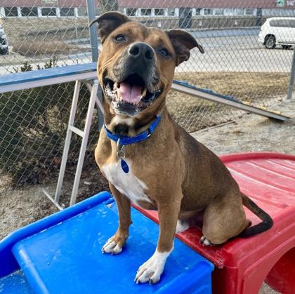 Enlarge Prince, a Adoptable mixed breed in Wheaton, IL image 2/3