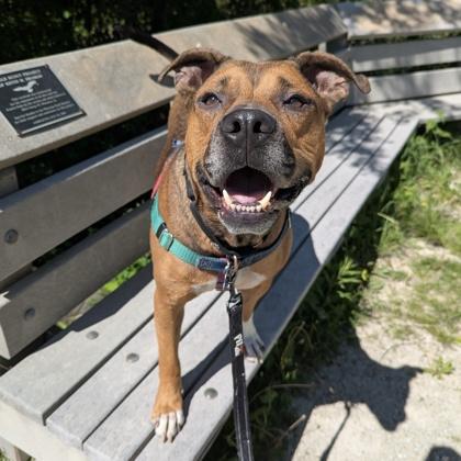 Prince, a Adoptable mixed breed in Wheaton, IL image 3/3