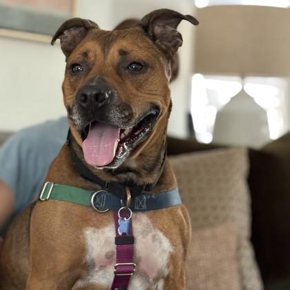 Prince, Adoptable, Senior Male Pit Bull Terrier & Mixed Breed.