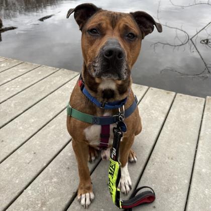 Enlarge Prince, a Adoptable mixed breed in Wheaton, IL image 2/3