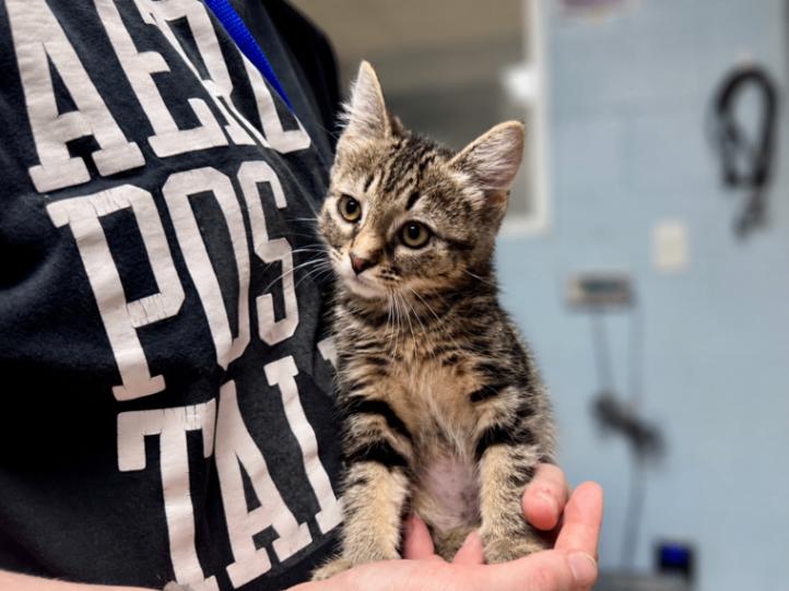 Harlowe, Adoptable, Young Female Domestic Short Hair.