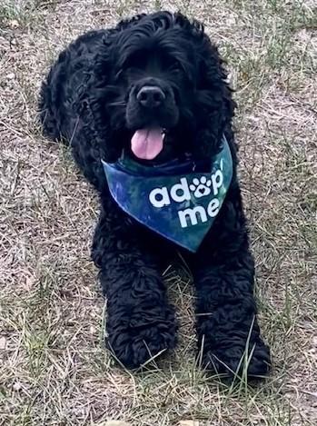 Enlarge Finneas M 26101, a Adoptable Cocker Spaniel in Parker, CO image 3/5