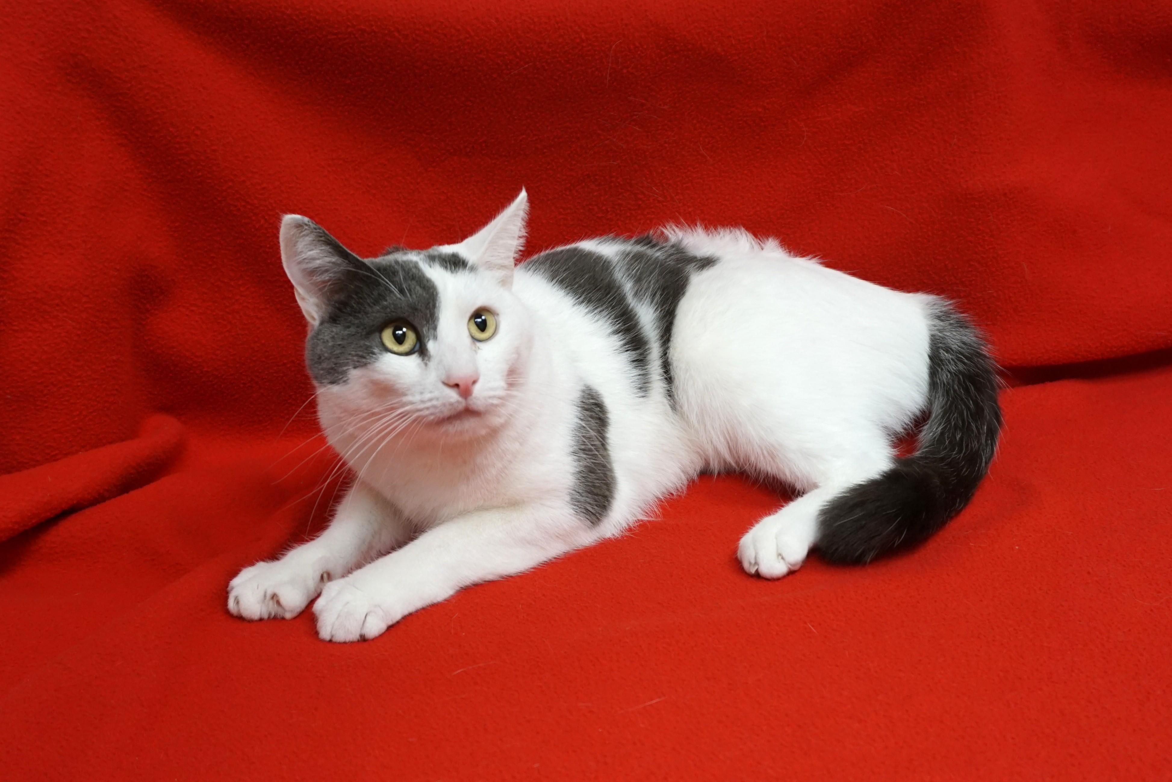 Enlarge Miko, an adopted Domestic Short Hair in Fountain Hills, AZ image 5/6