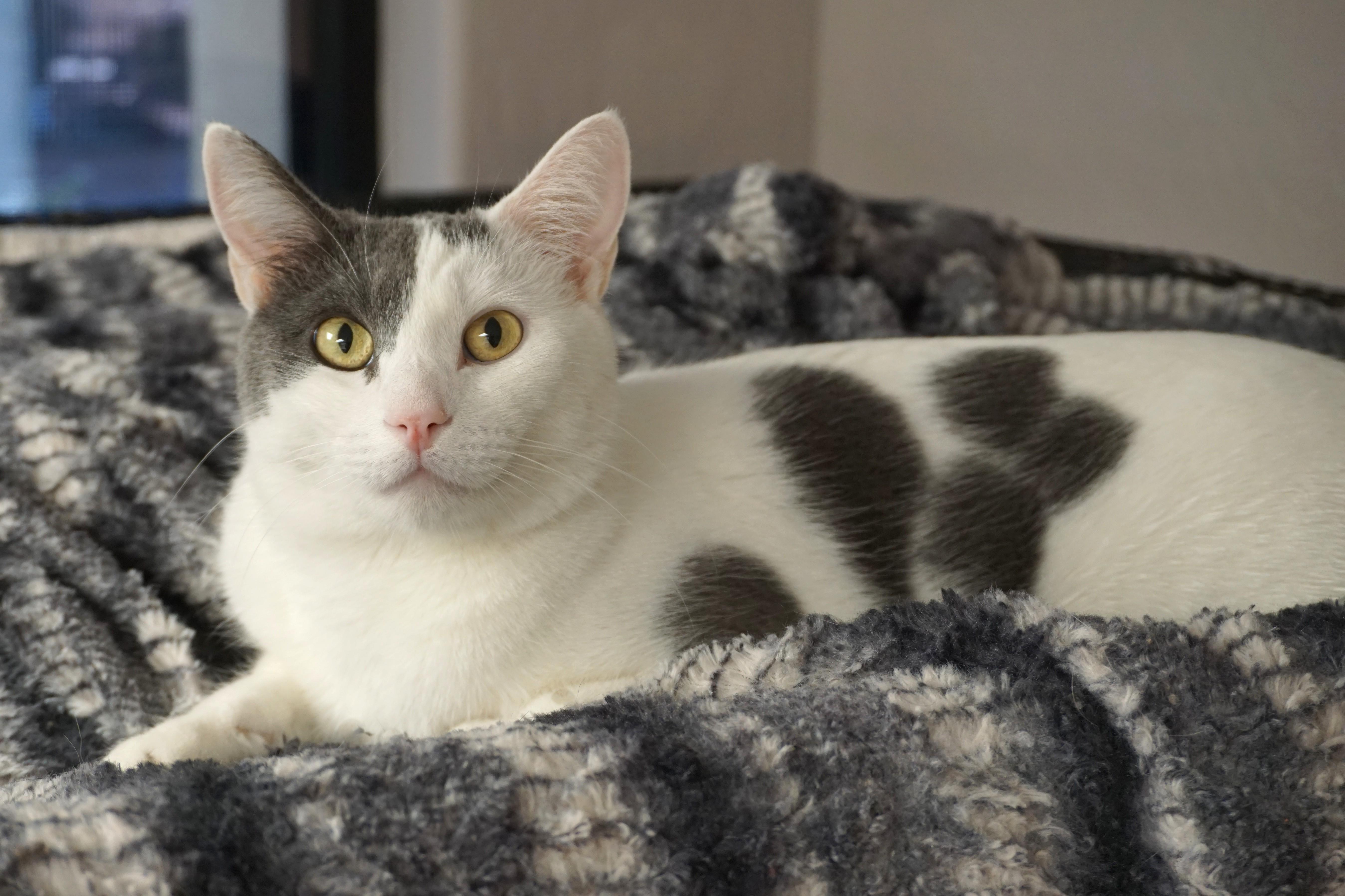 Enlarge Miko, an adopted Domestic Short Hair in Fountain Hills, AZ image 4/6