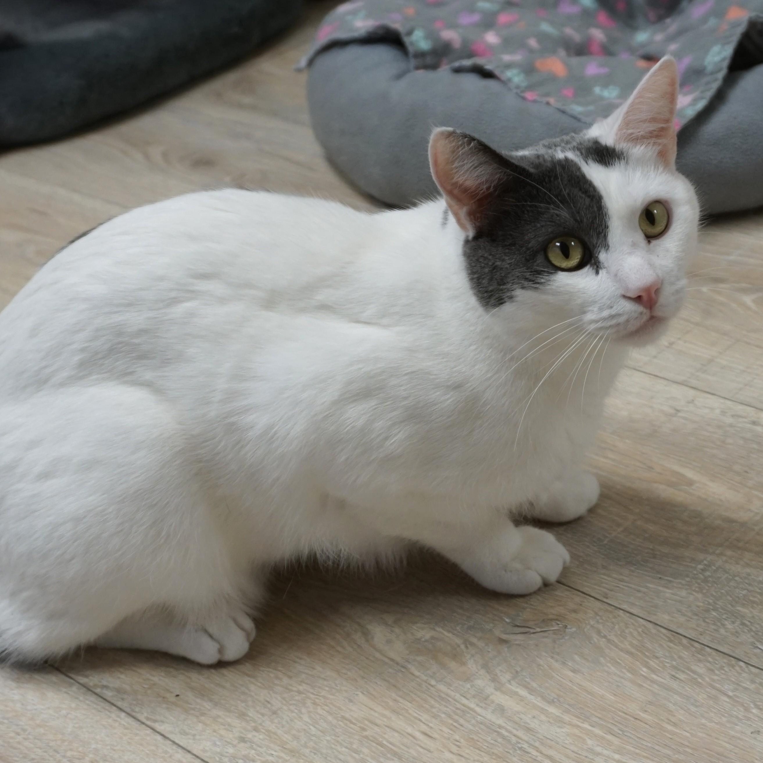 Miko — thumbnail 4