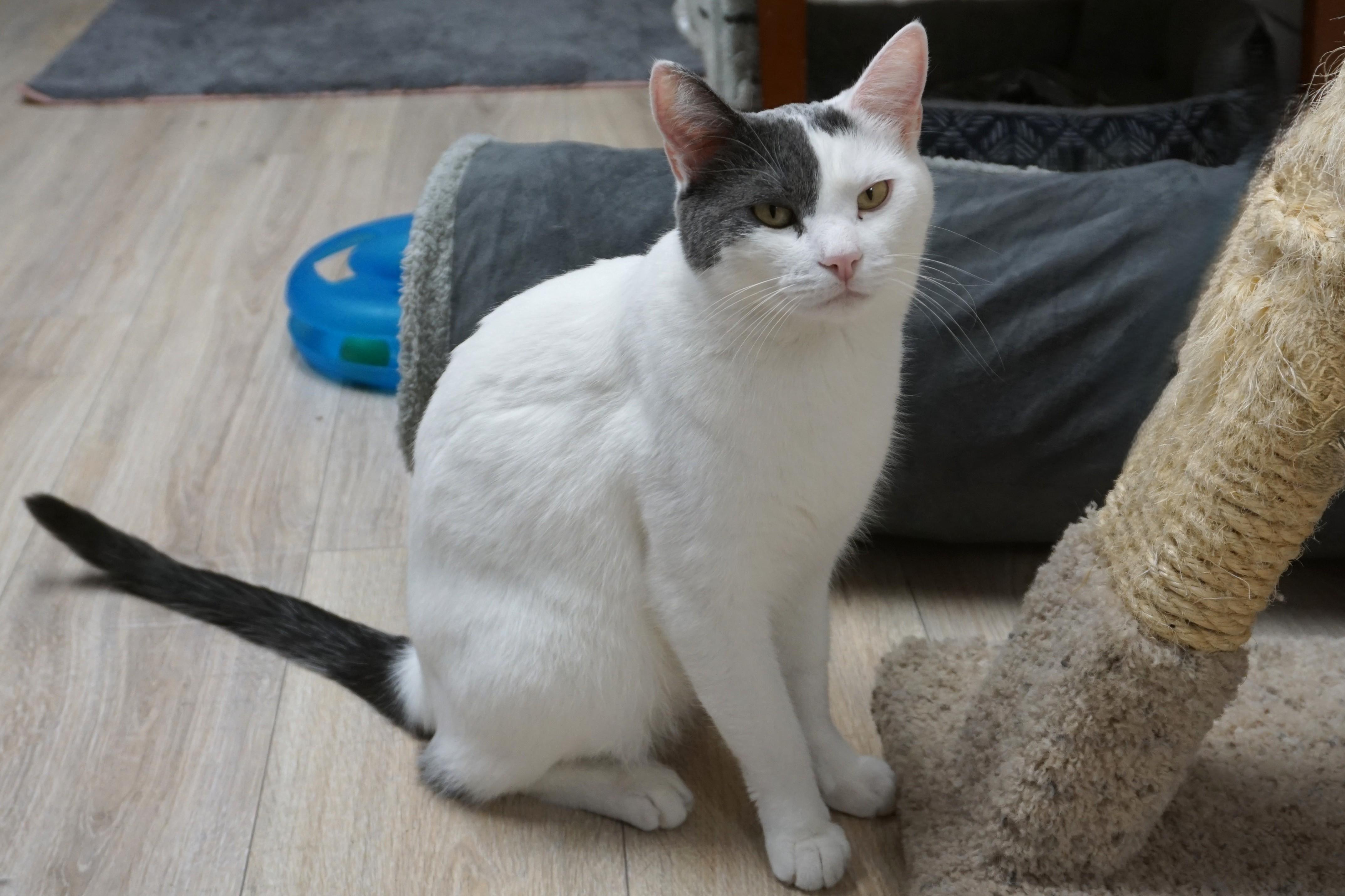 Miko, adoptable, Adult Male Domestic Short Hair.