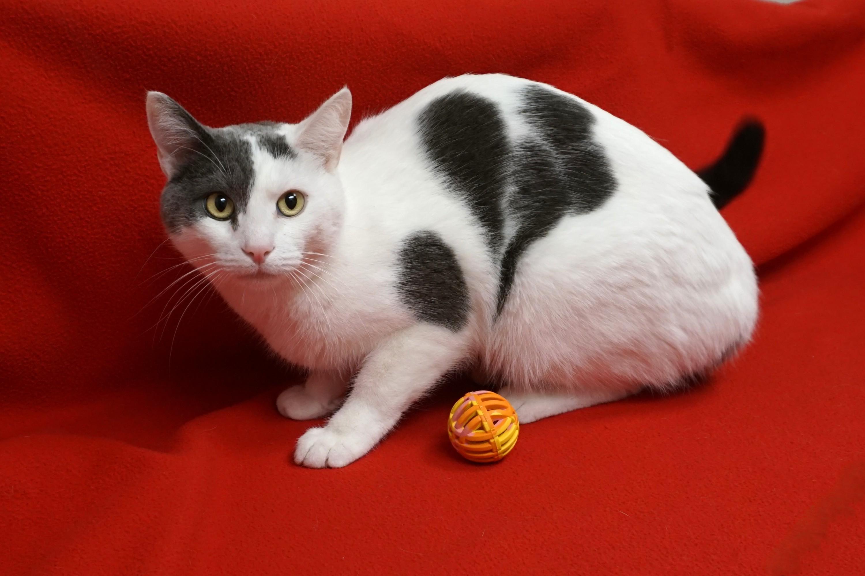 Enlarge Miko, an adopted Domestic Short Hair in Fountain Hills, AZ image 6/6