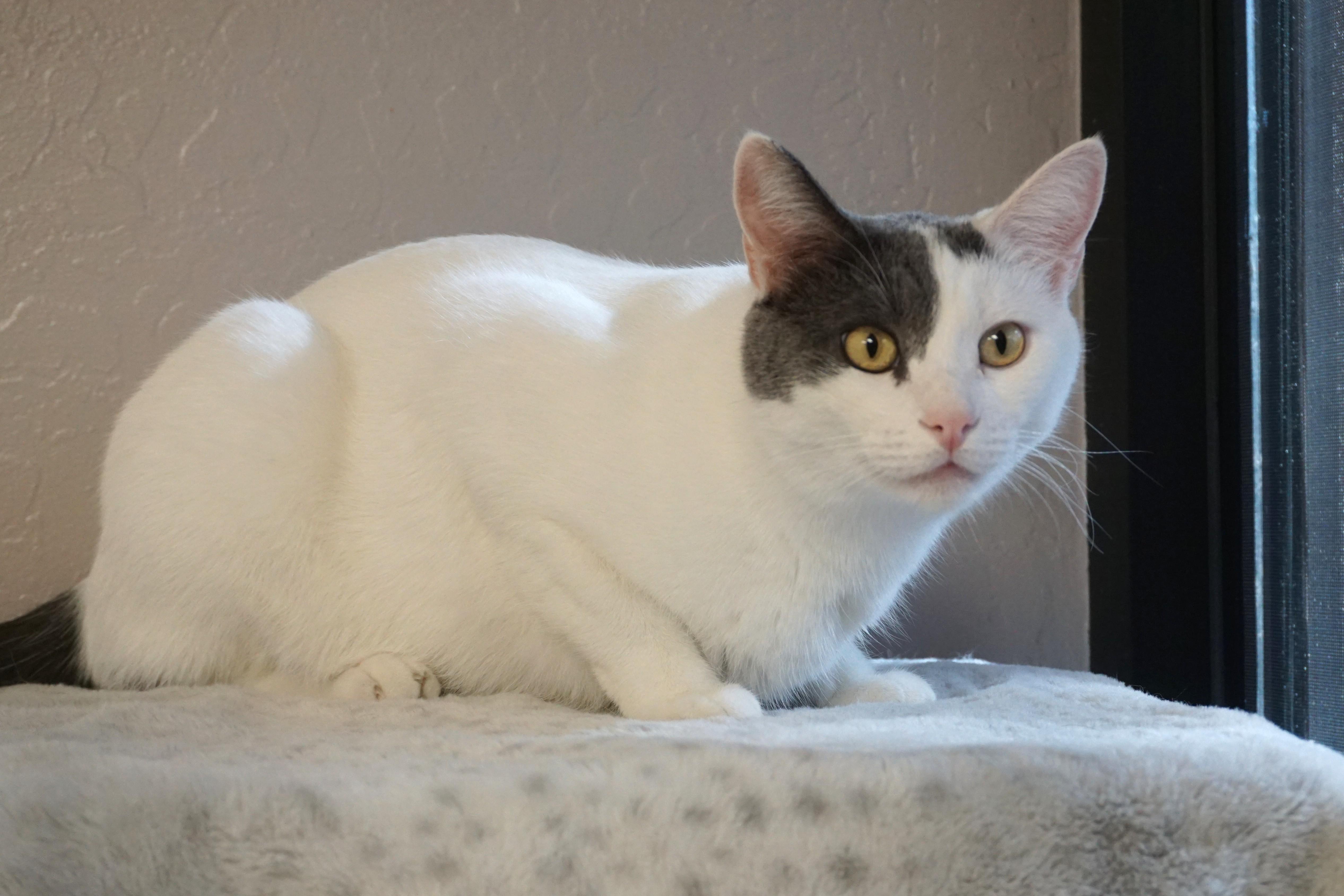 Enlarge Miko, an adopted Domestic Short Hair in Fountain Hills, AZ image 2/6