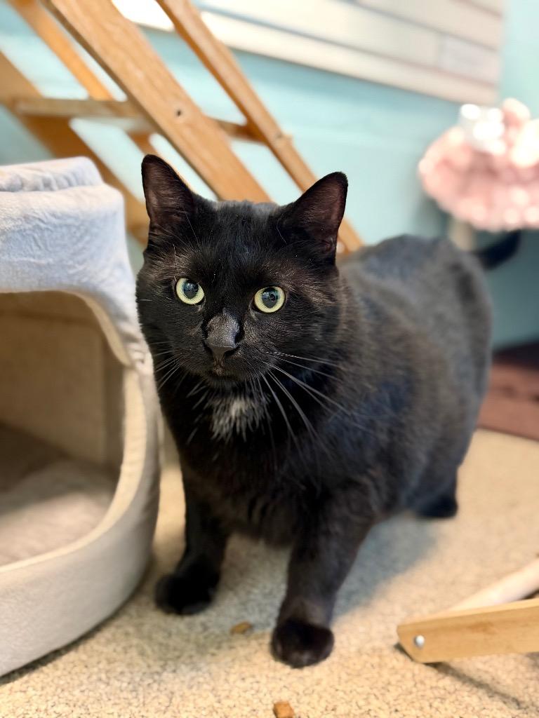 Enlarge Sir Chonk, a Adoptable mixed breed in Cape Coral, FL image 1/1