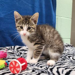 Paco, a ADOPTABLE Domestic Short Hair in Bucyrus, OH image 1/3