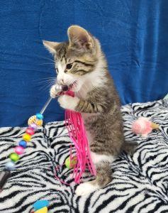 Paco, a ADOPTABLE Domestic Short Hair in Bucyrus, OH image 3/3