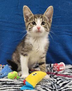 Paco, a ADOPTABLE Domestic Short Hair in Bucyrus, OH image 2/3