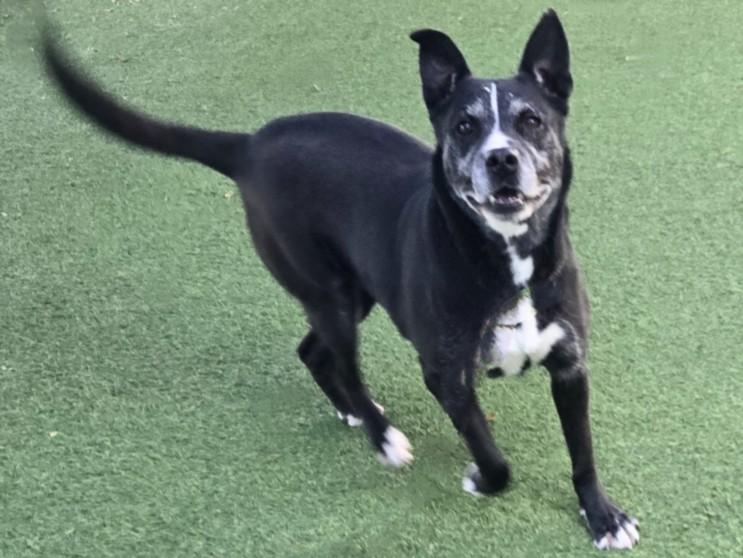 LUNA, Adoptable, Adult Female Pit Bull Terrier.