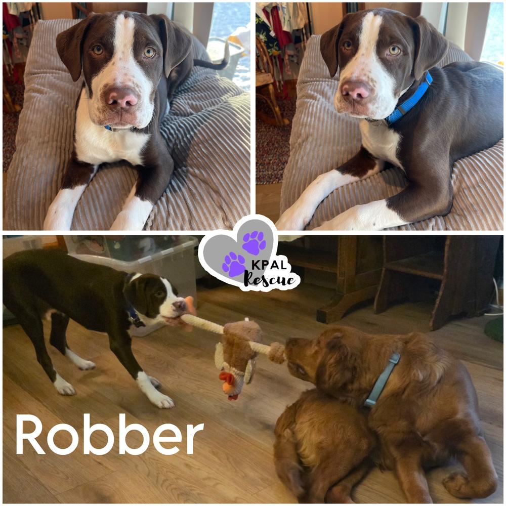 Enlarge Robber - Cops & Robbers Litter, a Adoptable mixed breed in Kenai, AK image 1/3