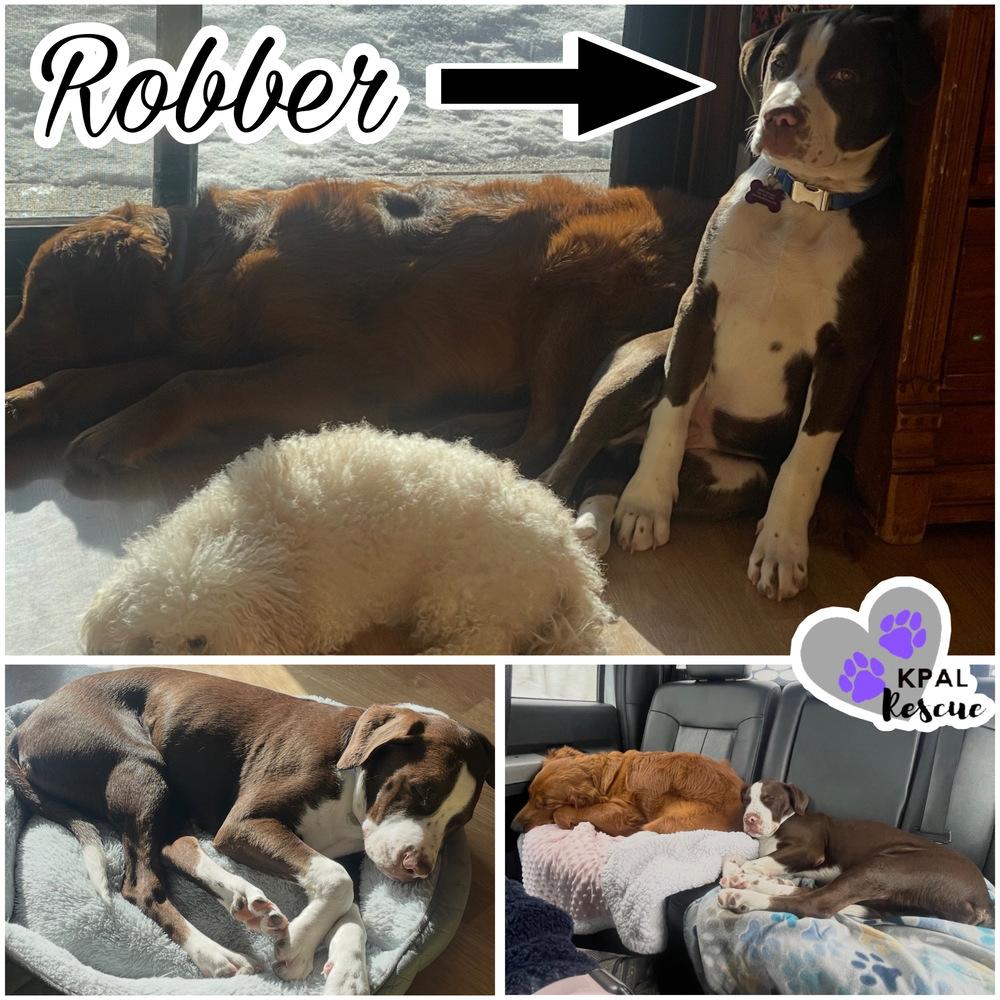 Enlarge Robber - Cops & Robbers Litter, a Adoptable mixed breed in Kenai, AK image 2/3