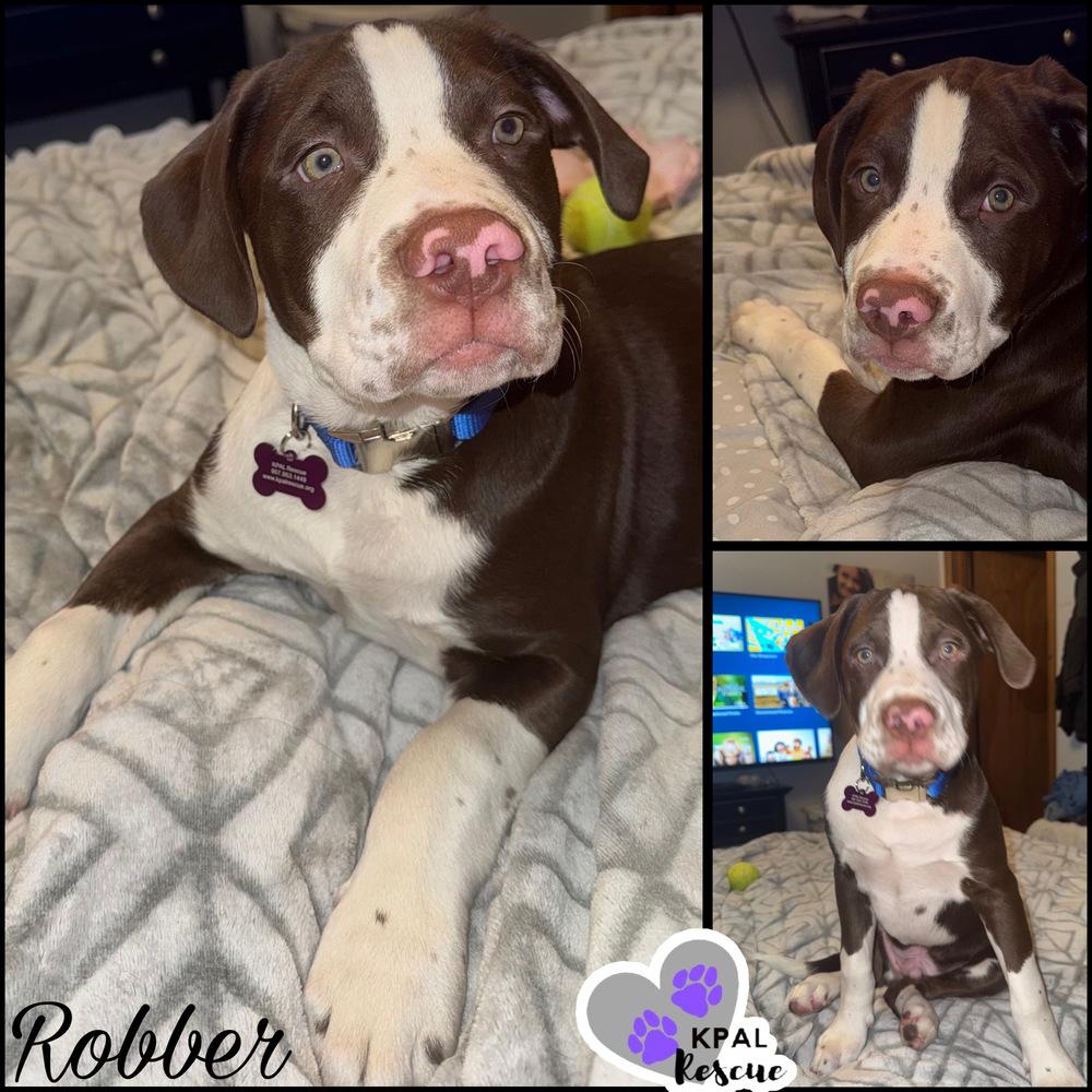 Robber - Cops & Robbers Litter, Adoptable, Young Male Mixed Breed & Mixed Breed.