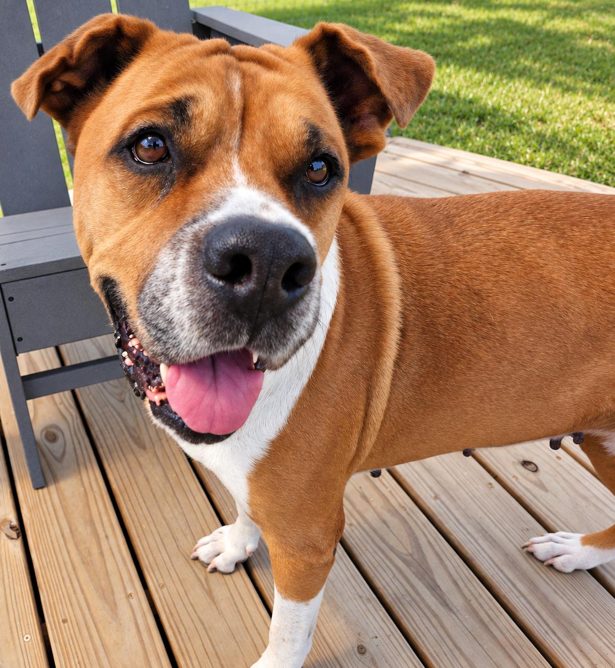 Enlarge SUGAR, a Adoptable mixed breed in East Syracuse, NY image 5/6