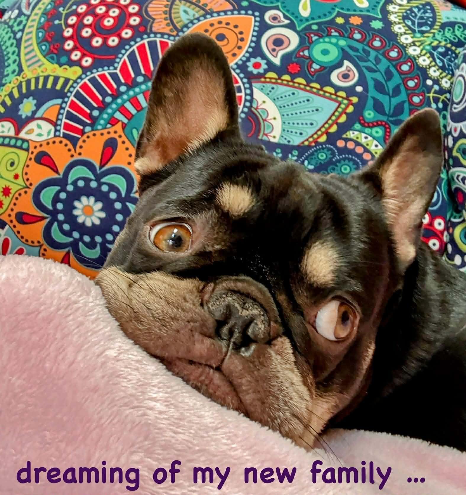 Bruno, Adopted, Adult Male French Bulldog.