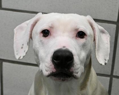 Saphire, Adoptable, Young Female Mixed Breed & Mixed Breed.