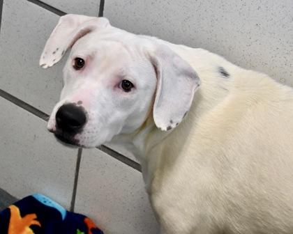 Enlarge Saphire, a Adoptable mixed breed in West Seneca, NY image 2/3