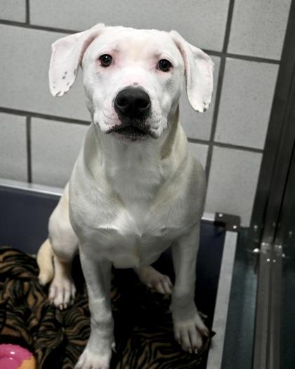 Enlarge Saphire, a Adoptable mixed breed in West Seneca, NY image 3/3