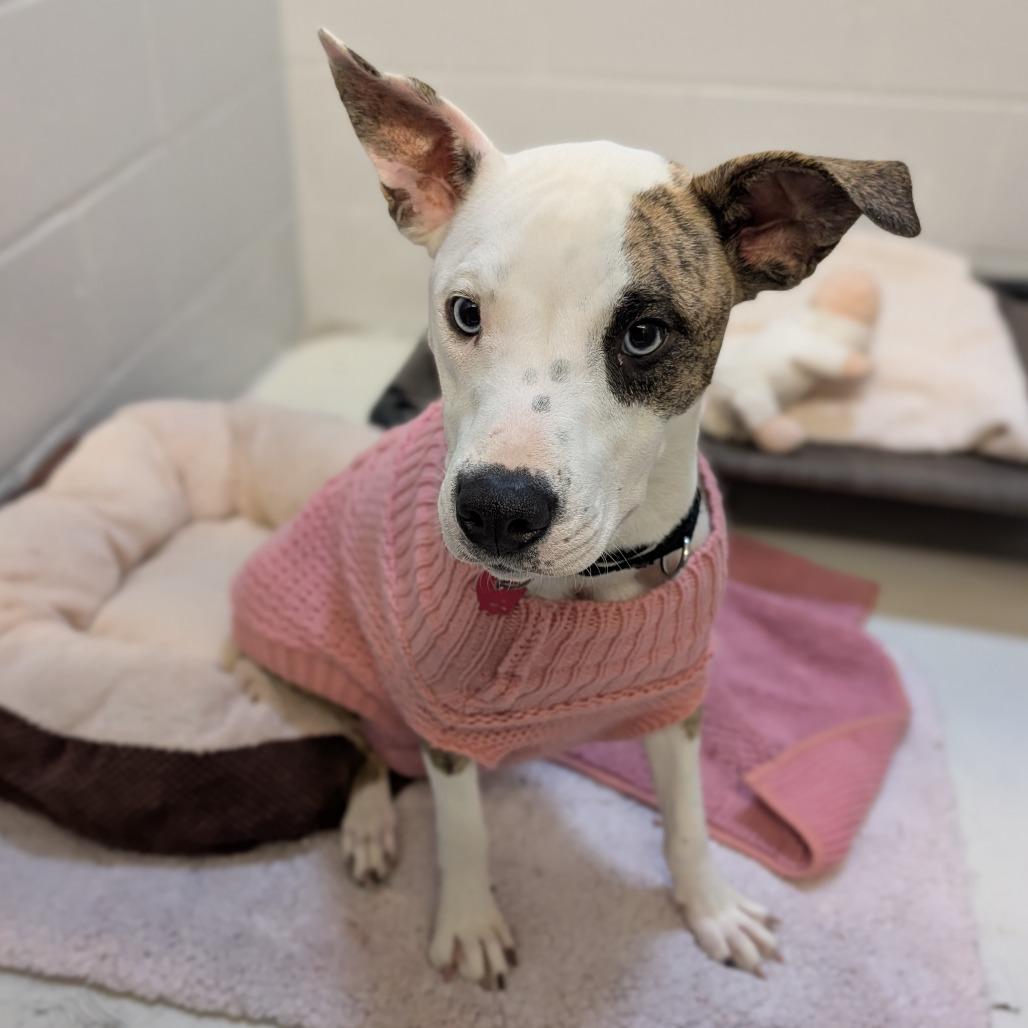 Momtisserie, Adoptable, Young Female Plott Hound.