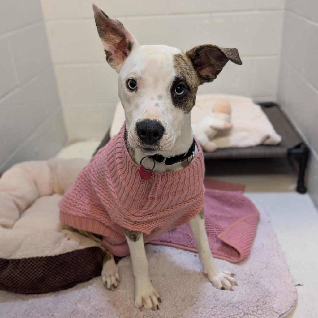 Enlarge Momtisserie, a Adoptable Plott Hound in Delaware, OH image 2/5