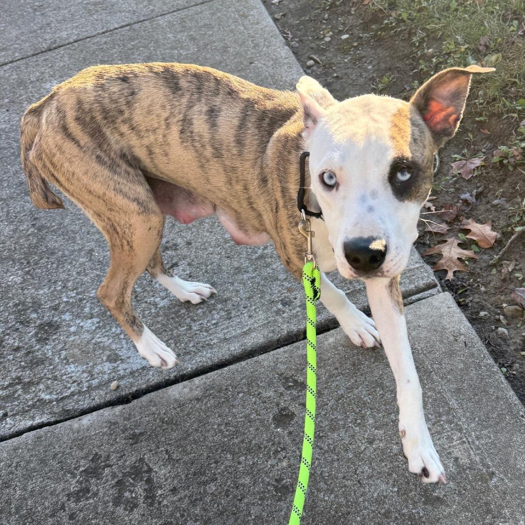 Enlarge Momtisserie, a Adoptable Plott Hound in Delaware, OH image 3/5