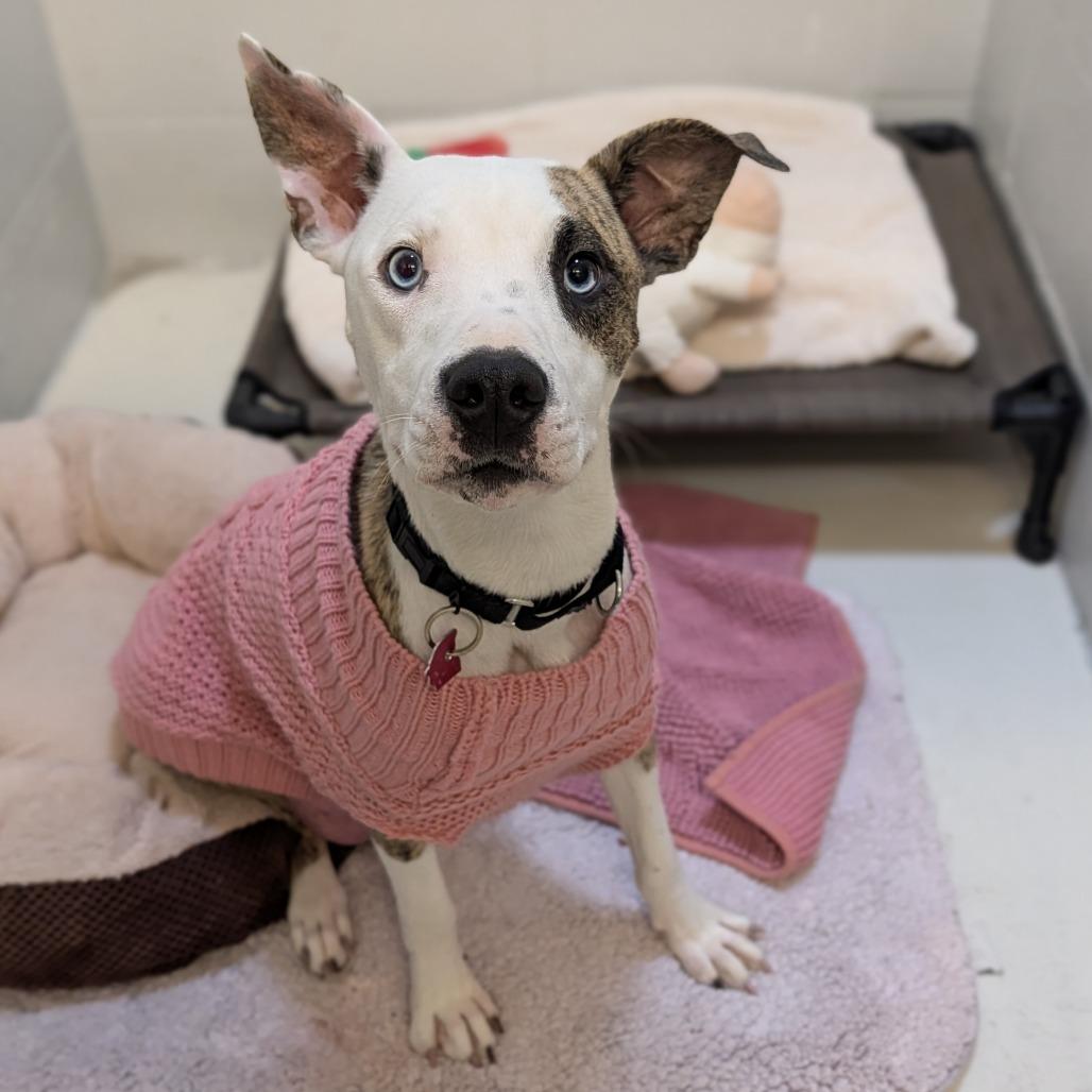 Enlarge Momtisserie, a Adoptable Plott Hound in Delaware, OH image 4/5