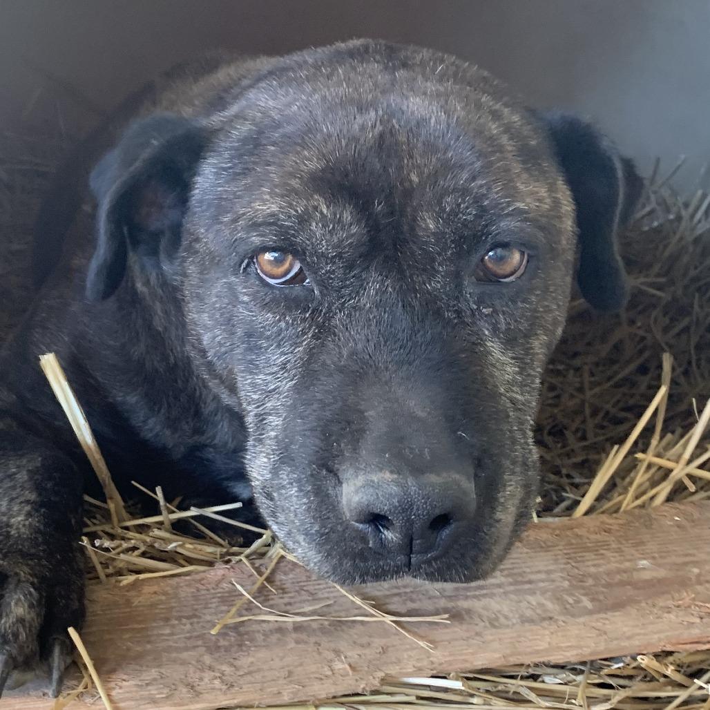 Stormy, Adoptable, Senior Female Plott Hound & Labrador Retriever.