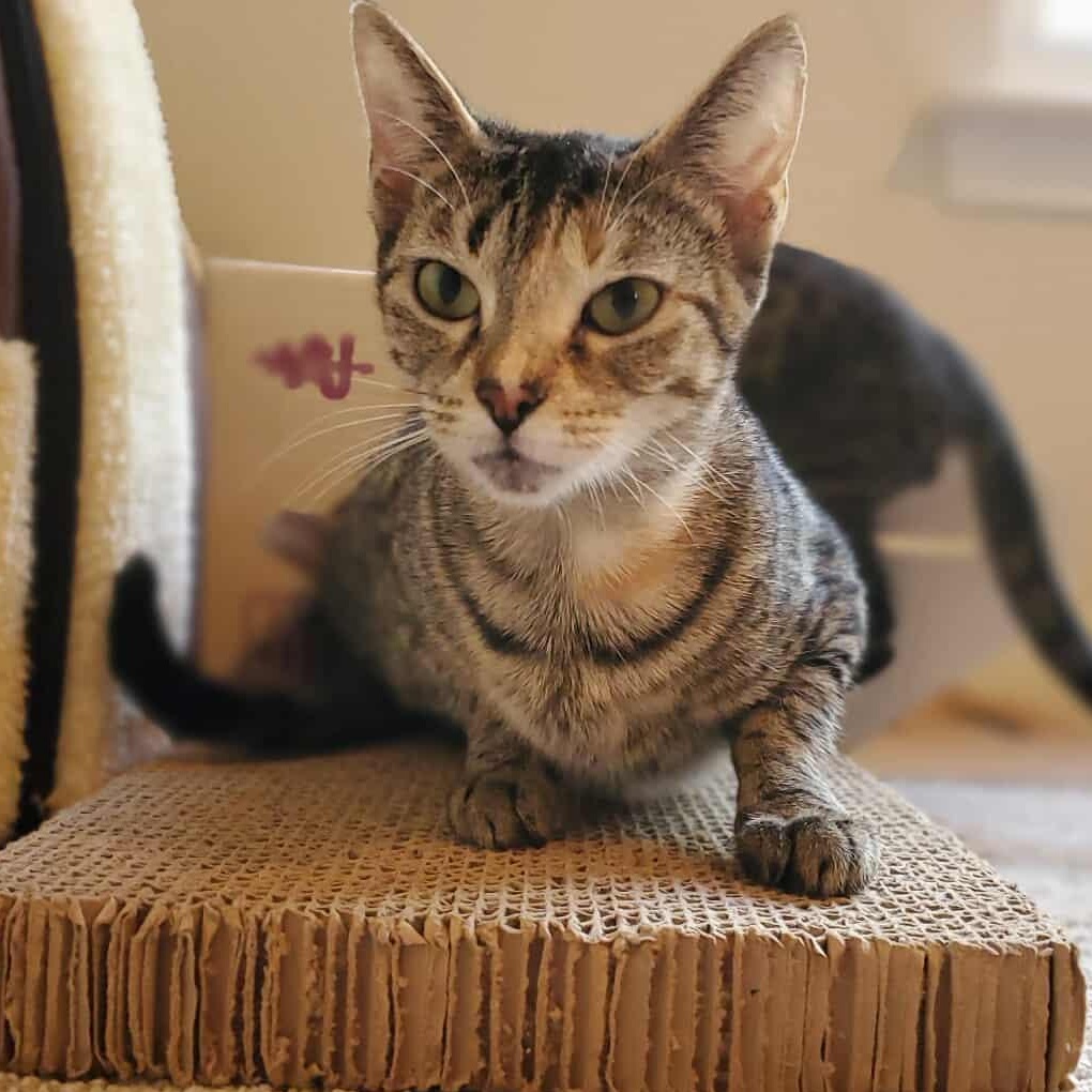 Persimmon, a Adoptable Tabby in Charlotte, NC image 1/5