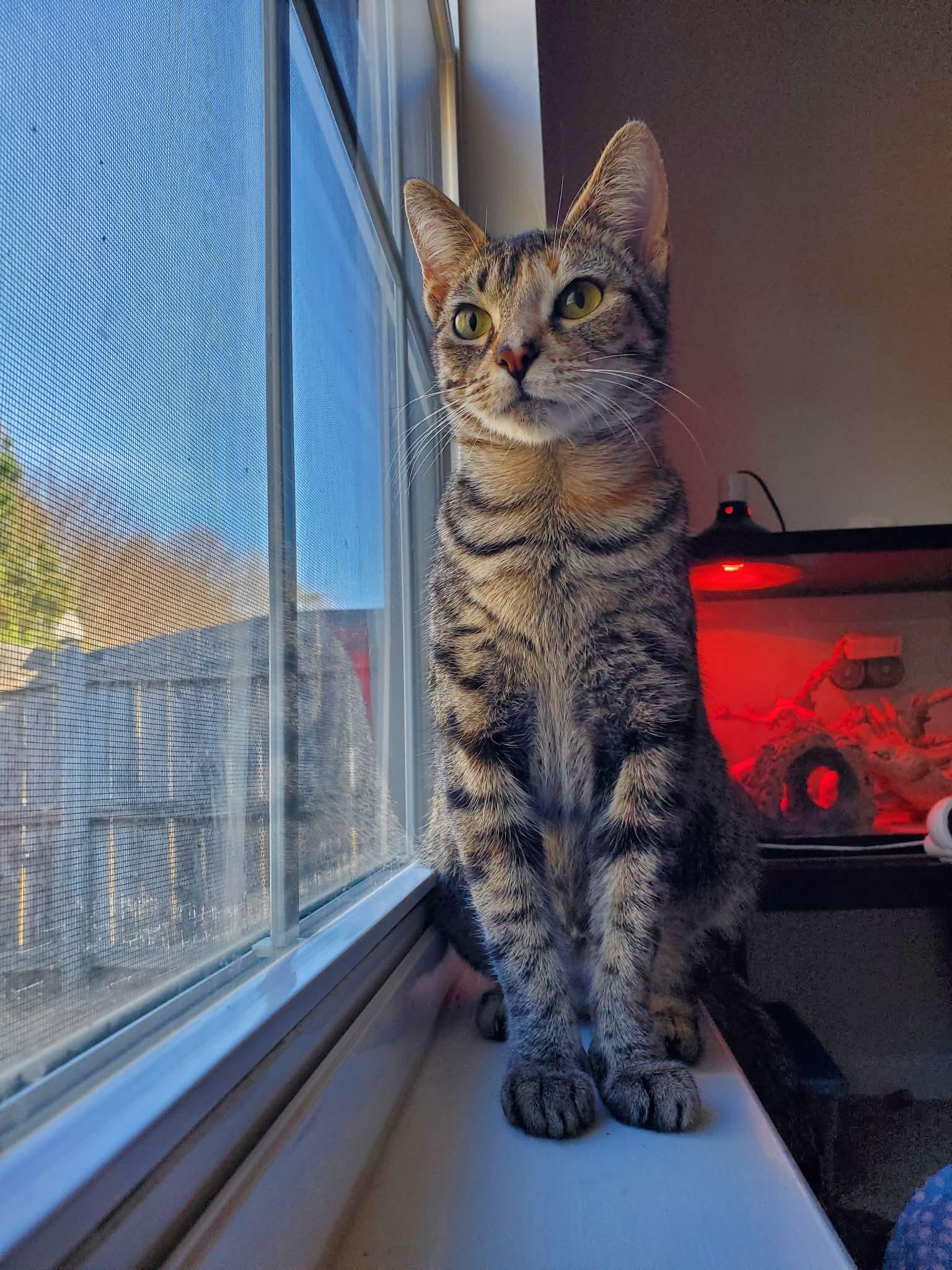 Persimmon, a Adoptable Tabby in Charlotte, NC image 1/6