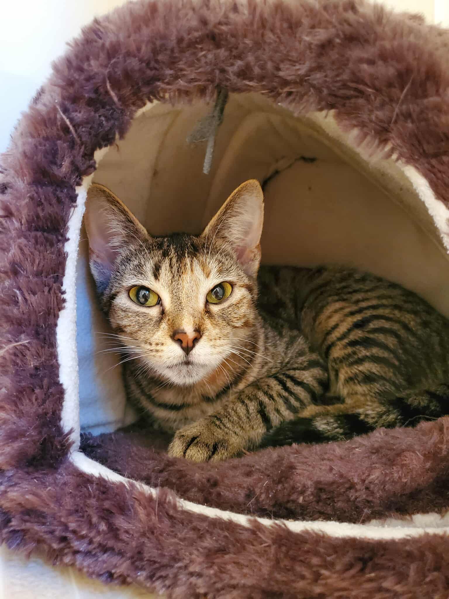 Persimmon, a Adoptable Tabby in Charlotte, NC image 2/5