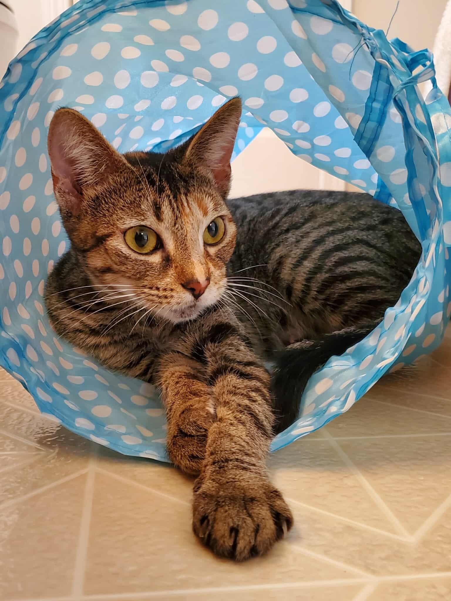 Persimmon, a Adoptable Tabby in Charlotte, NC image 5/5