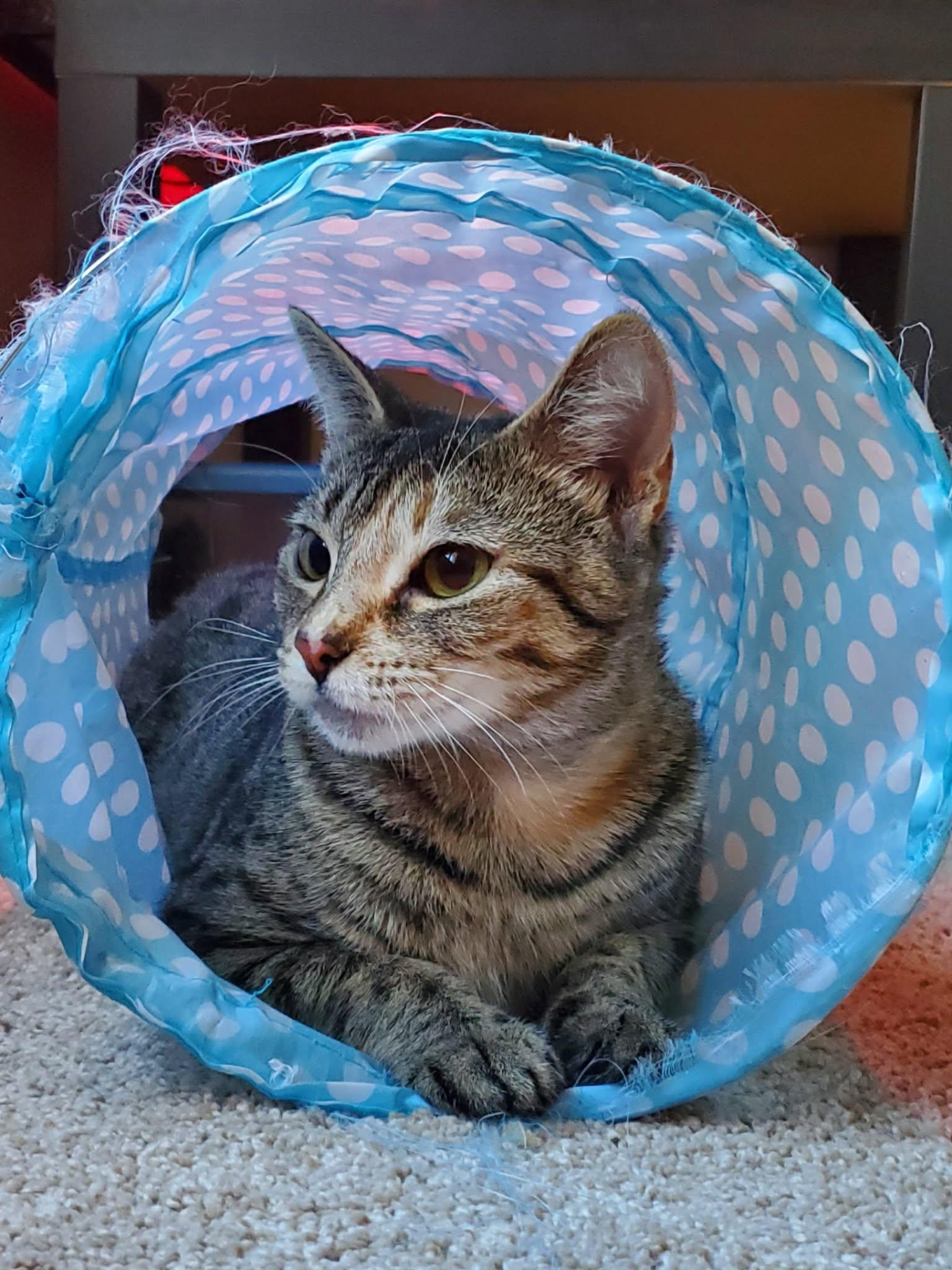 Persimmon, a Adoptable Tabby in Charlotte, NC image 3/6